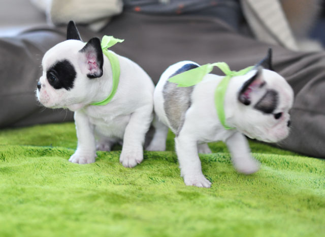 frenchie pups