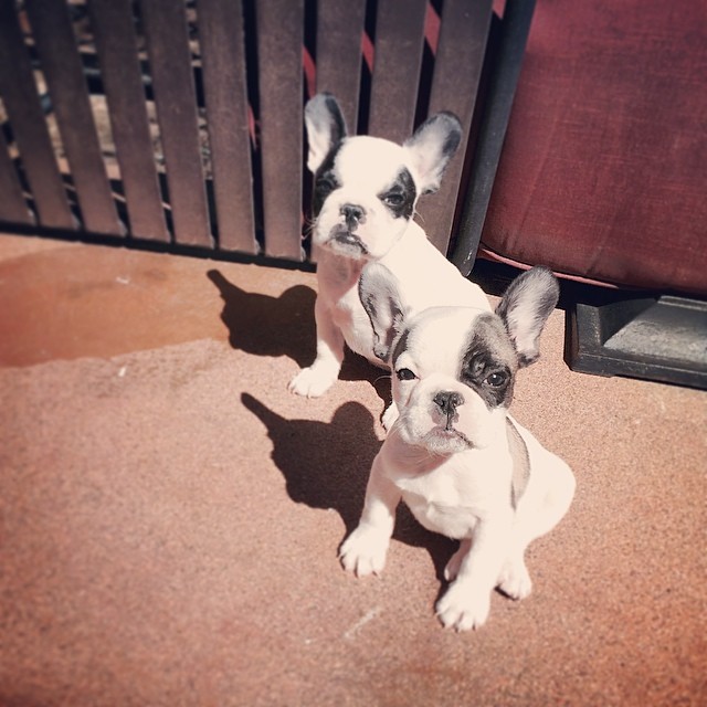 frenchie pups