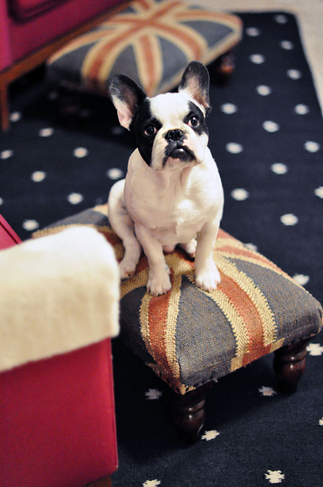 frenchie- union jack ottoman-dotted rug