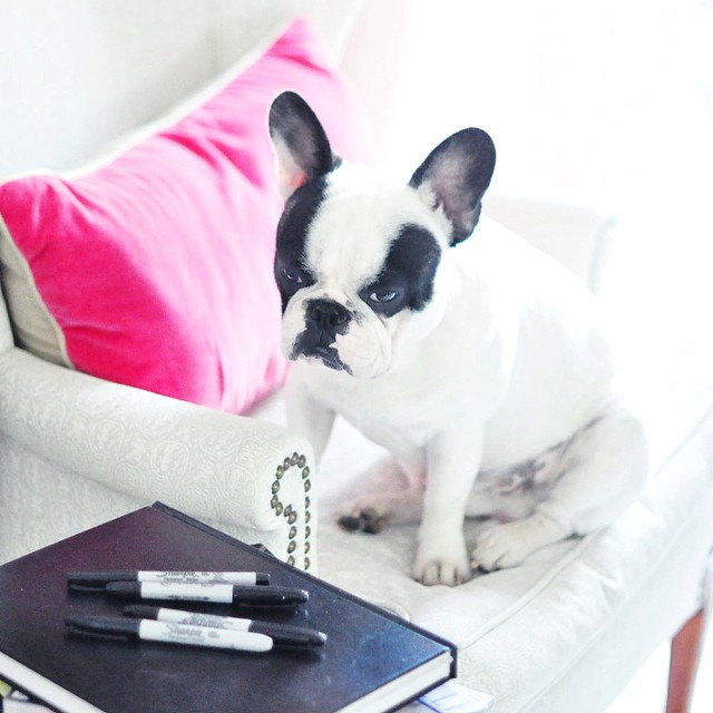 frenchie wants to eat pens