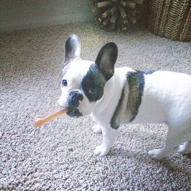 frenchie with bone