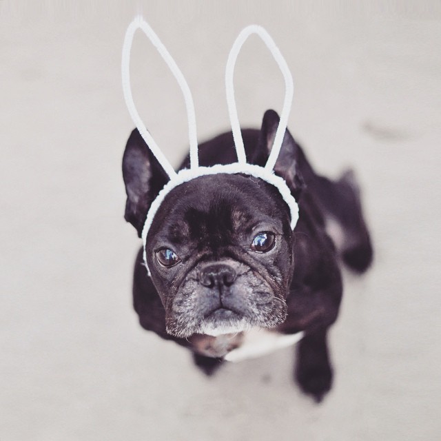 frenchie with bunny ears