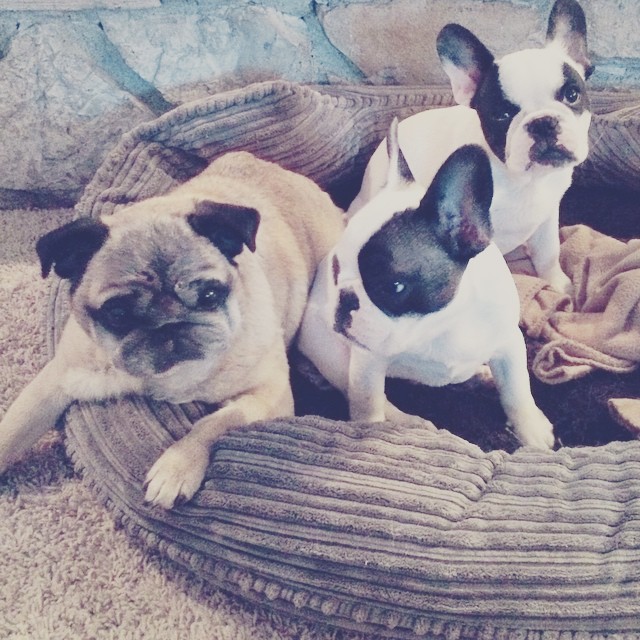 frenchies and a pug