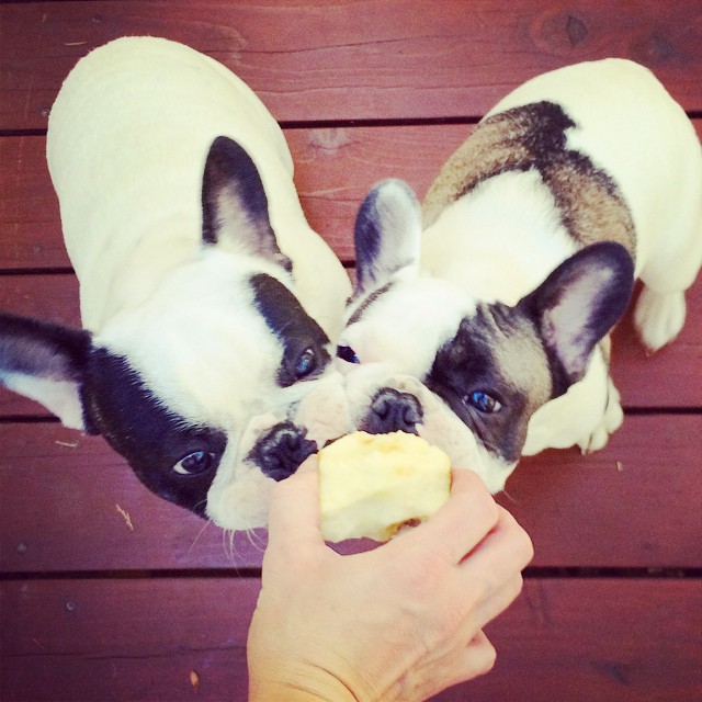 frenchies eating an apple