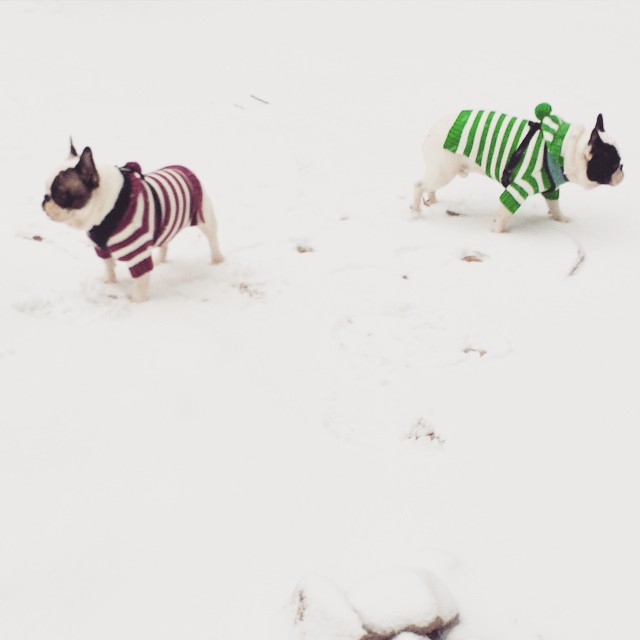 frenchies in the snow-in striped sweaters