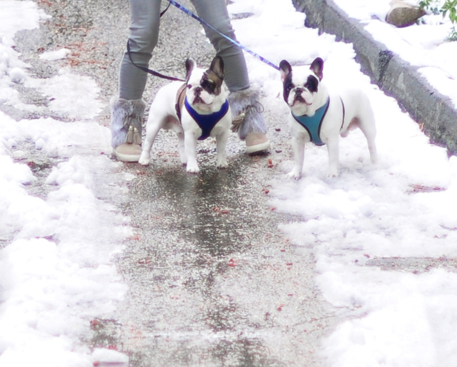 frenchies-in-the-snow