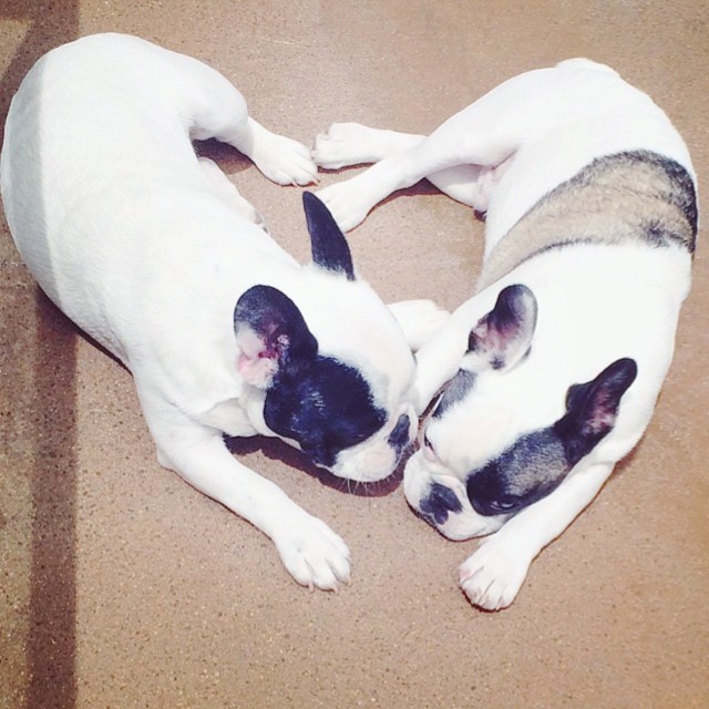 frenchies making a heart