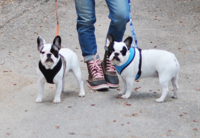 frenchies on a walk