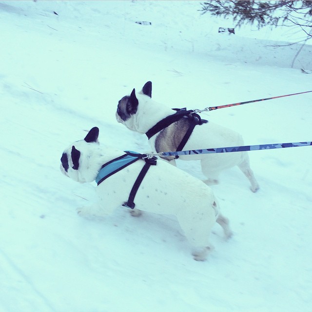 frenchies on leash walking in the snow