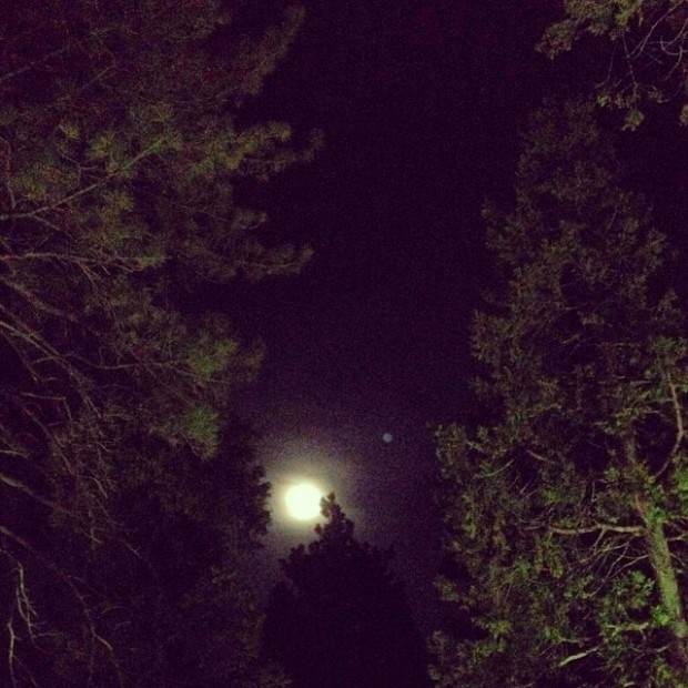 full moon through the trees