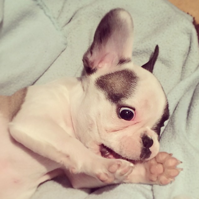 funny frenchie