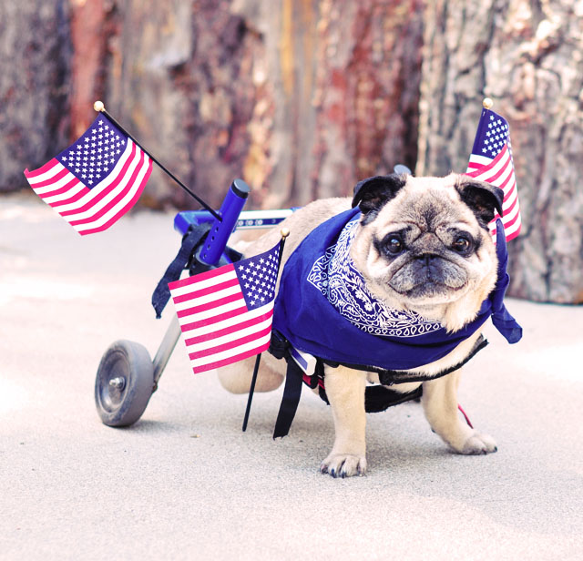 happy 4th of july patriotic pug  in wheels