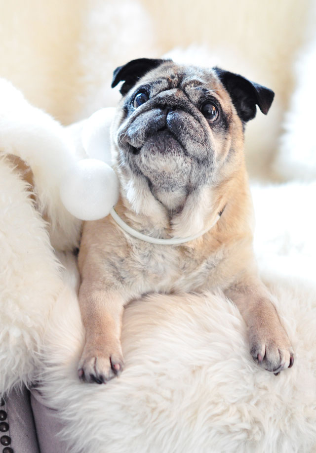 high fashion pug-pearl necklace