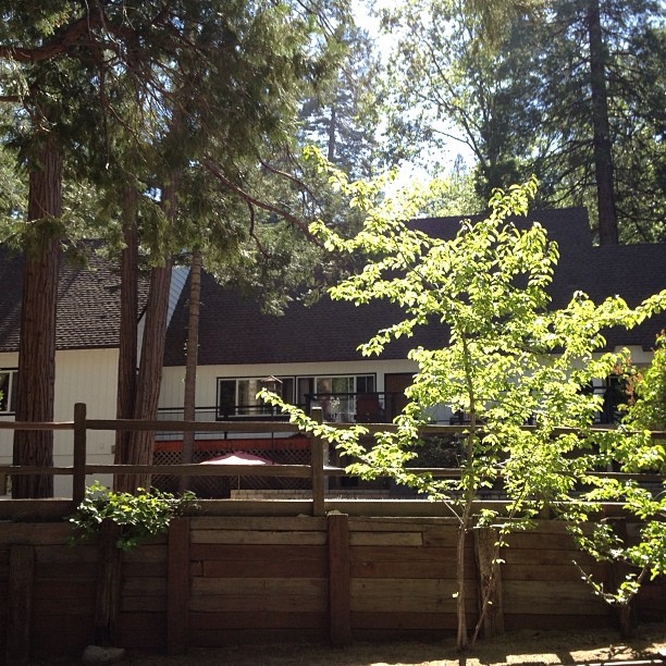 house and trees