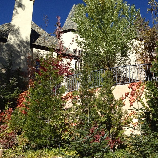 houses in the woods