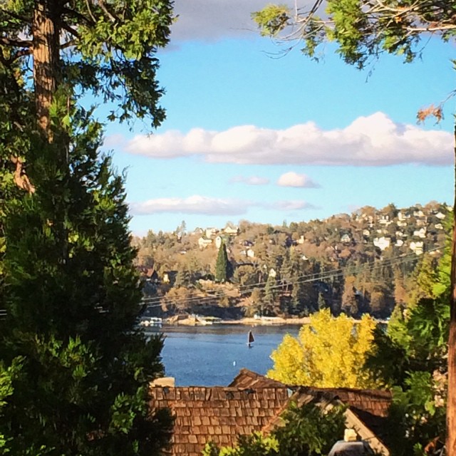 lake through the trees