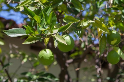 lemon lime tree