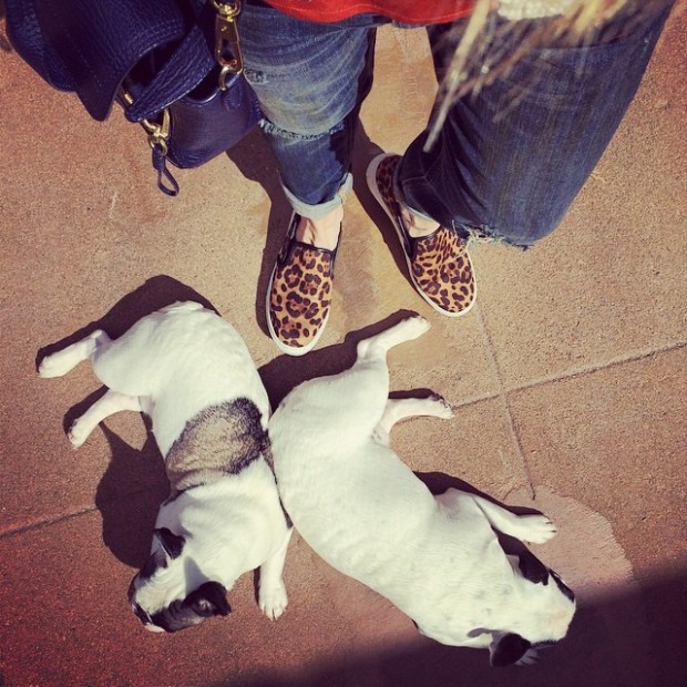 leopard sneakers lazy puppies