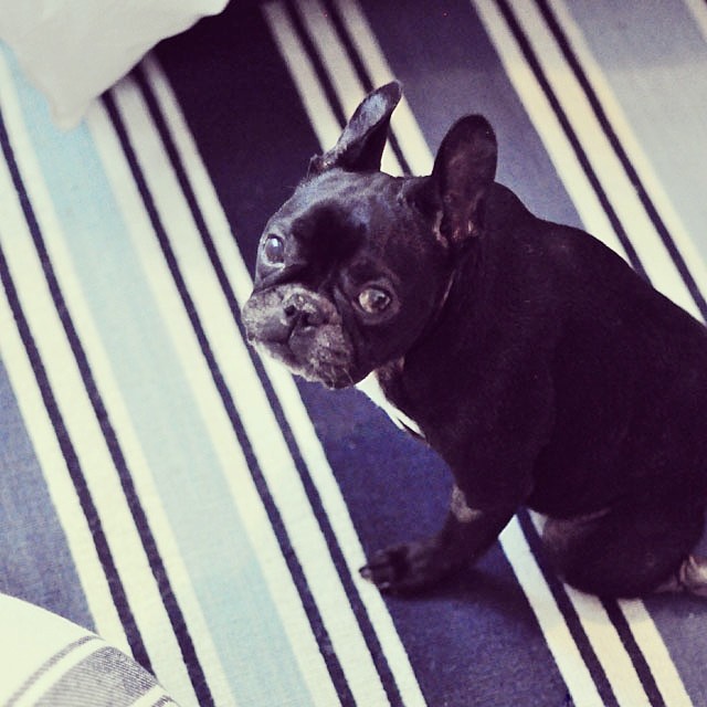 leroy on striped rug