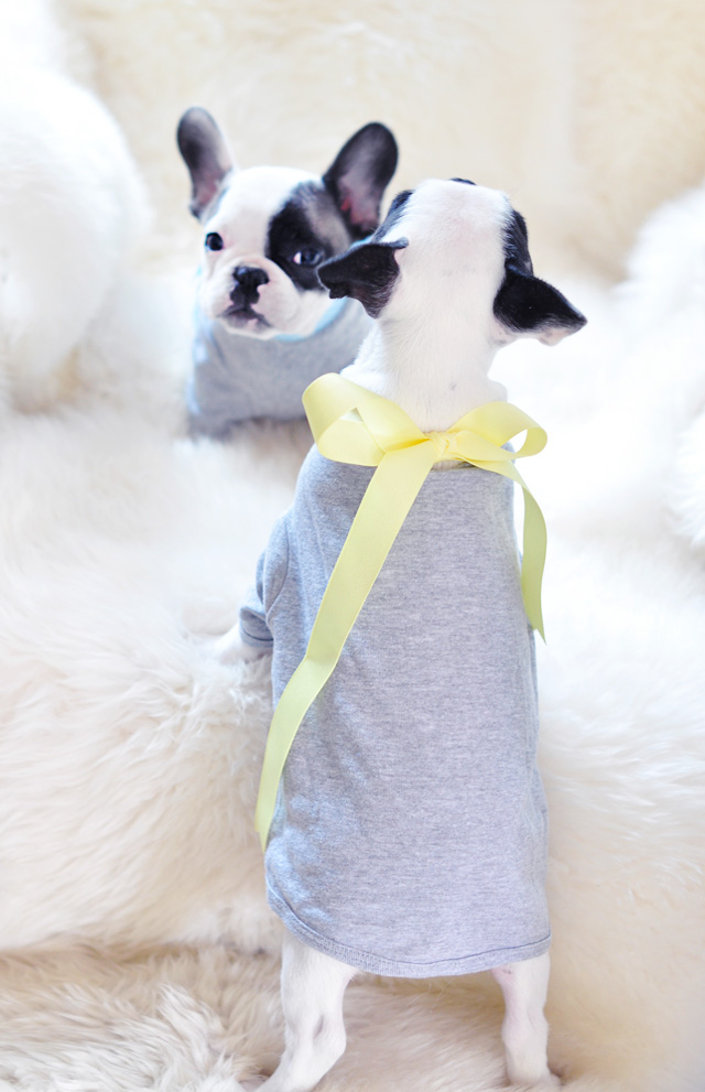 little french bulldogs in t-shirts-trevor and randy