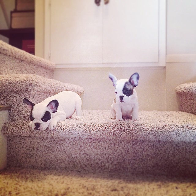 little puppies on big stairs