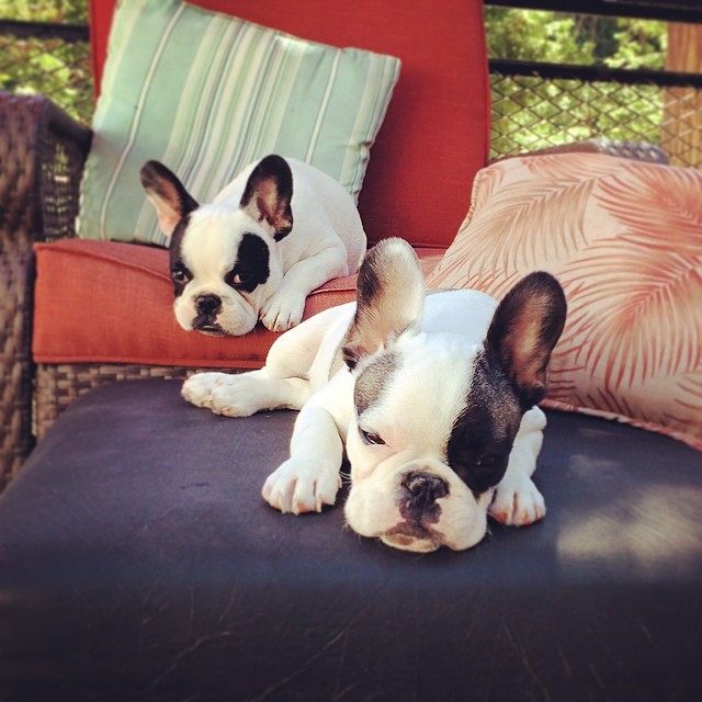 lounging puppies on the patio