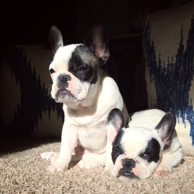 mean muggin frenchies