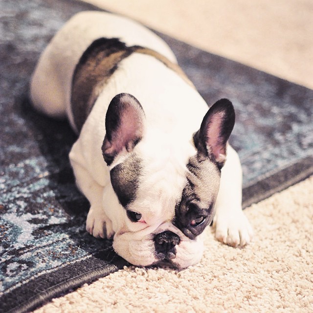 monday-french bulldog laying on a rug