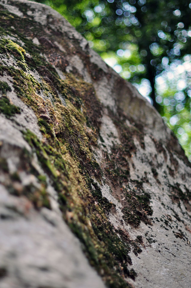 moss on the side of the rock