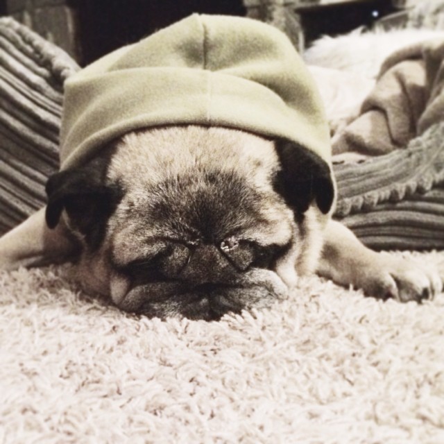 old pug in hoodie sweatshirt