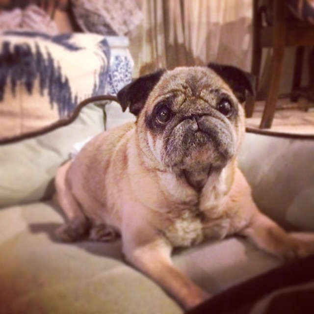 old pug