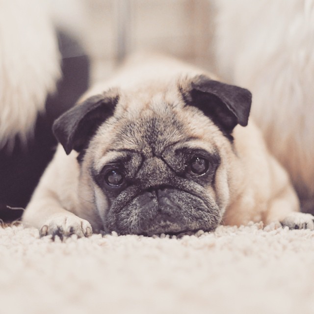 old pug