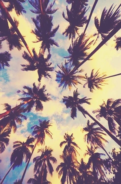 palms sky