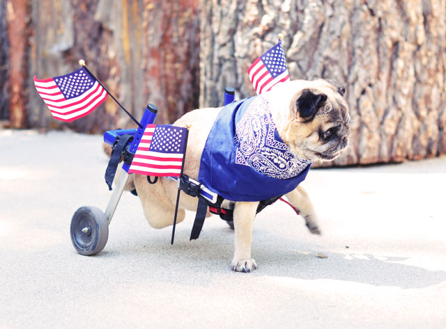 patirotic pug in festive usa wheels