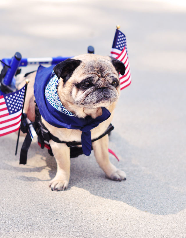 patriotic pug in wheelchair s