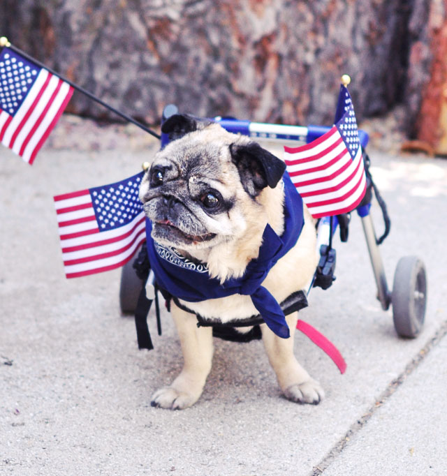 patriotic pug in wheels with flags 4th of july