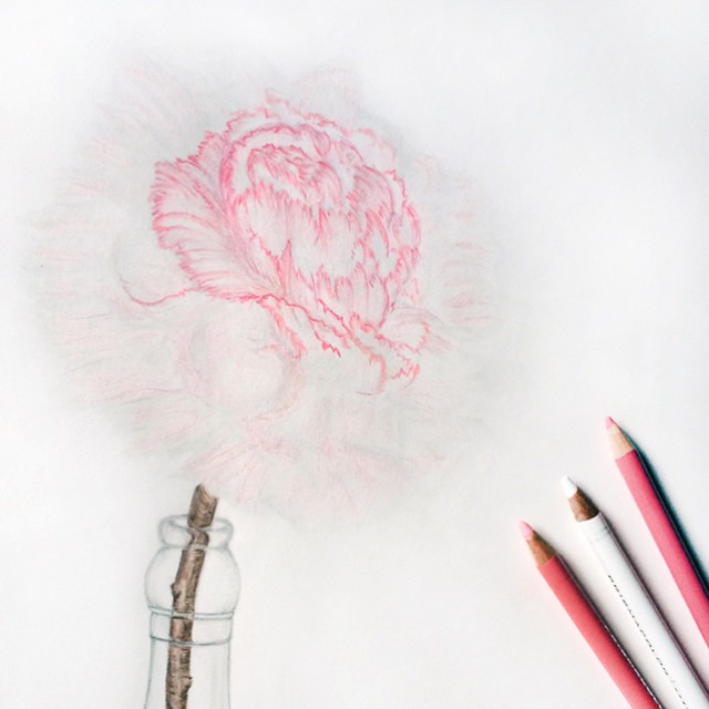 pencil and colored pencil drawing of a flower