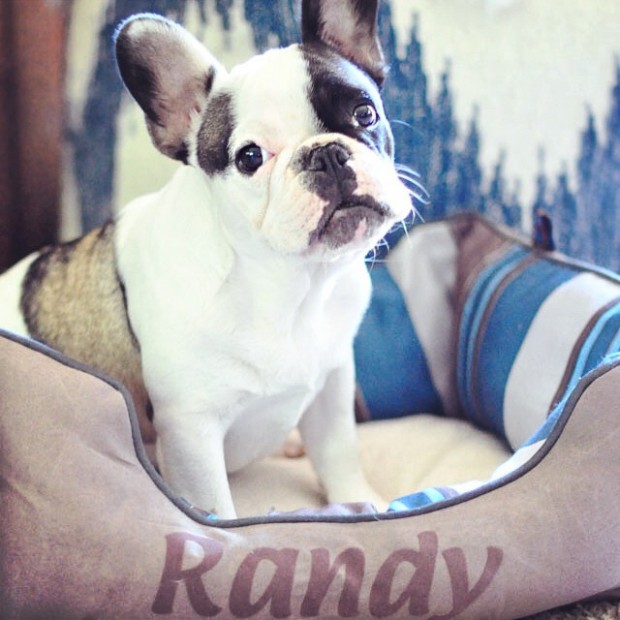 personalized dog beds