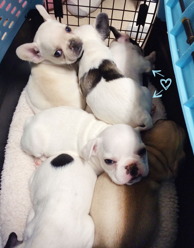 pied and white frenchie puppies