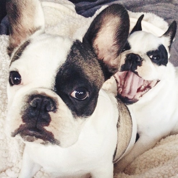 pied french bulldog brothers