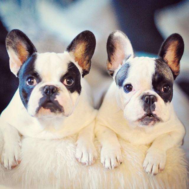 pied french bulldog brothers