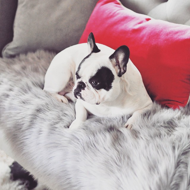 pied french bulldog on the sofa