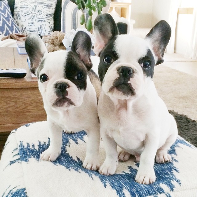 pied french bulldog puppies