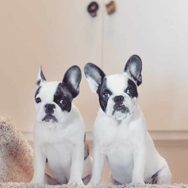 pied french bulldog puppies