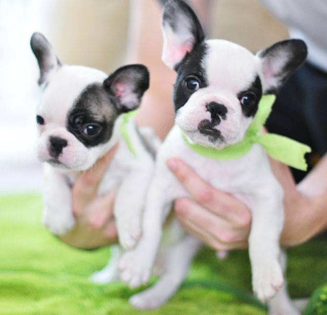 pied french bulldogs