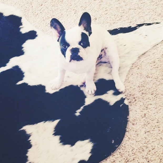 pied frenchie on cowhide rug