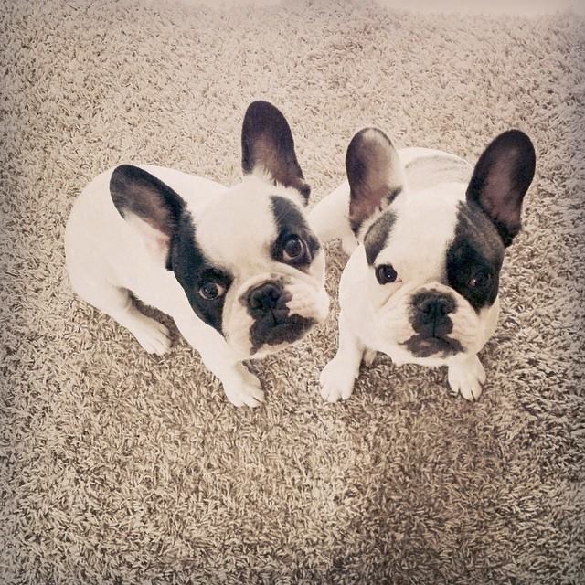 pied frenchie puppy brothers