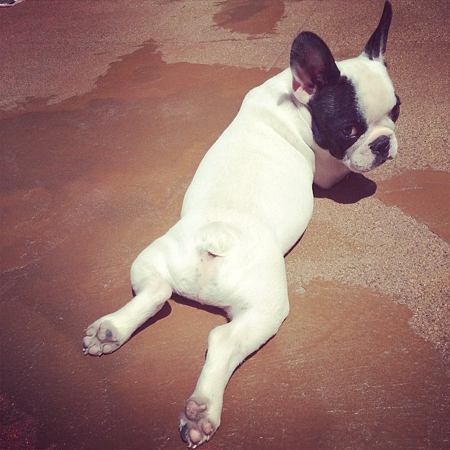 pied frenchie puppy