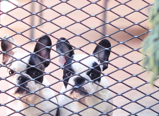 pied frenchies behind the fence