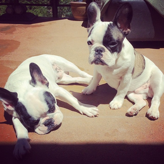 pied frenchies